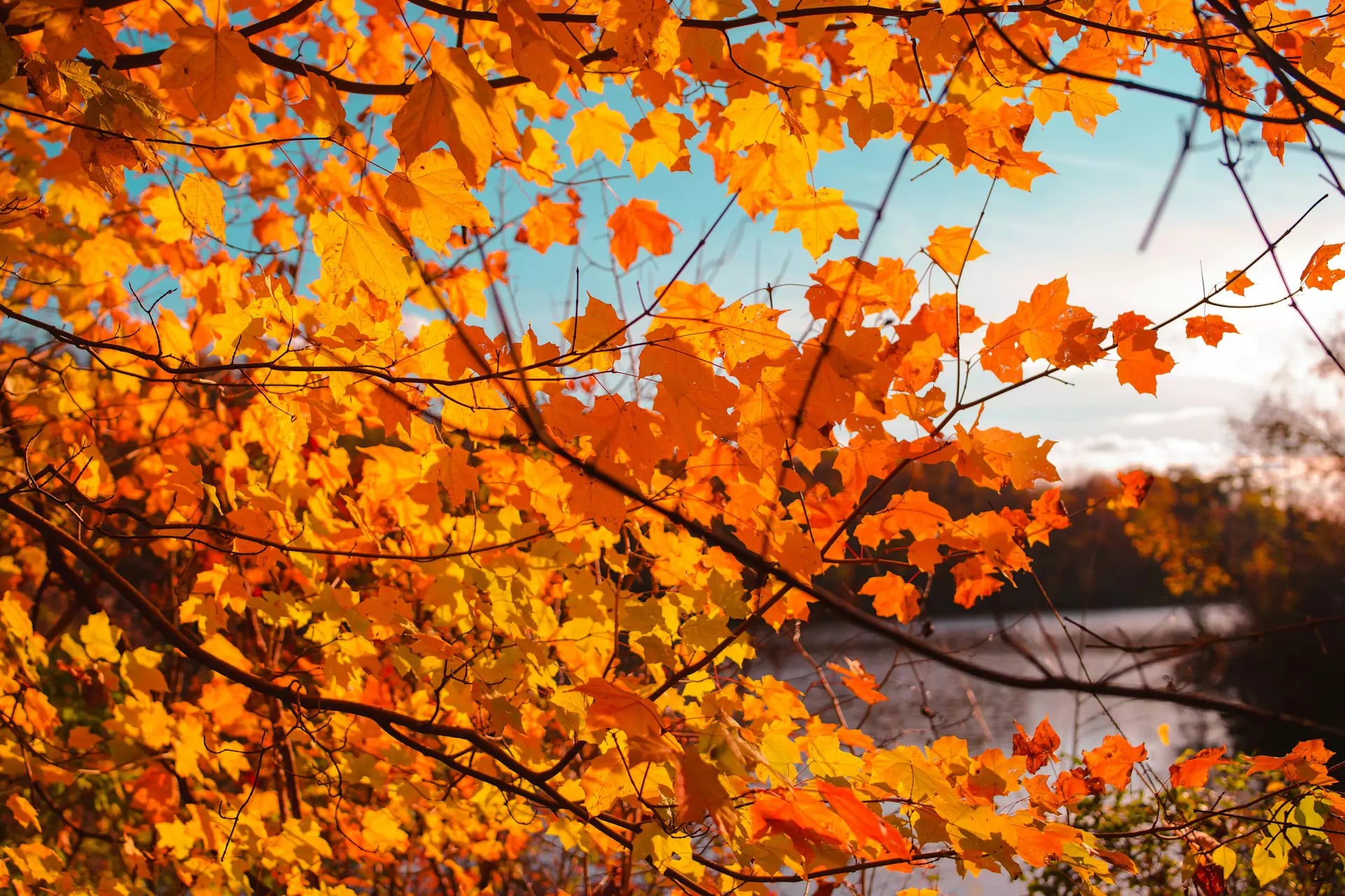 Deine Goldene Herbstzeit – Stärke finden & Klarheit leben mit TCM!